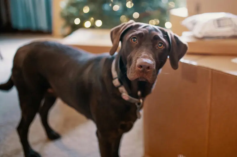 Holiday Hazards for Pets: Surprising Seasonal Dangers