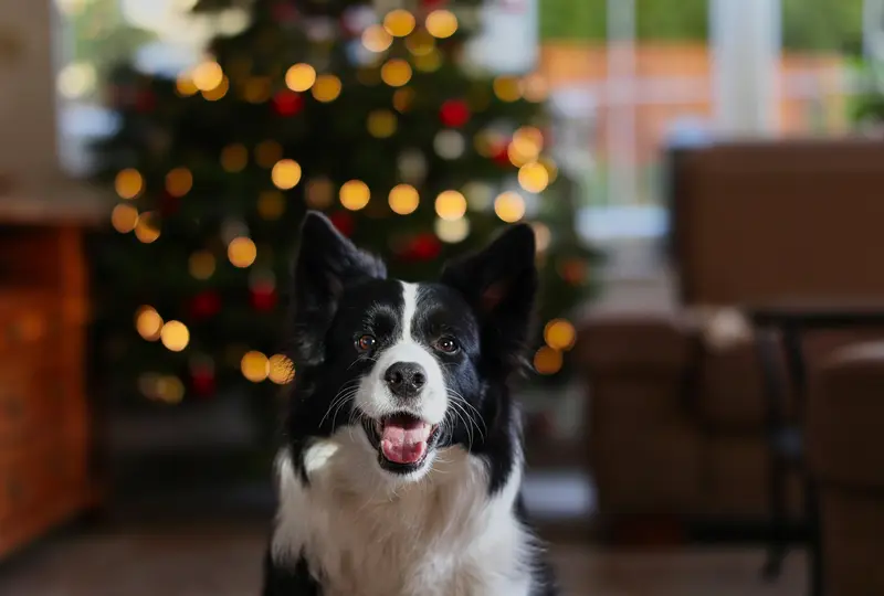 Pets in Holiday Photos: Pose and Styling Tips