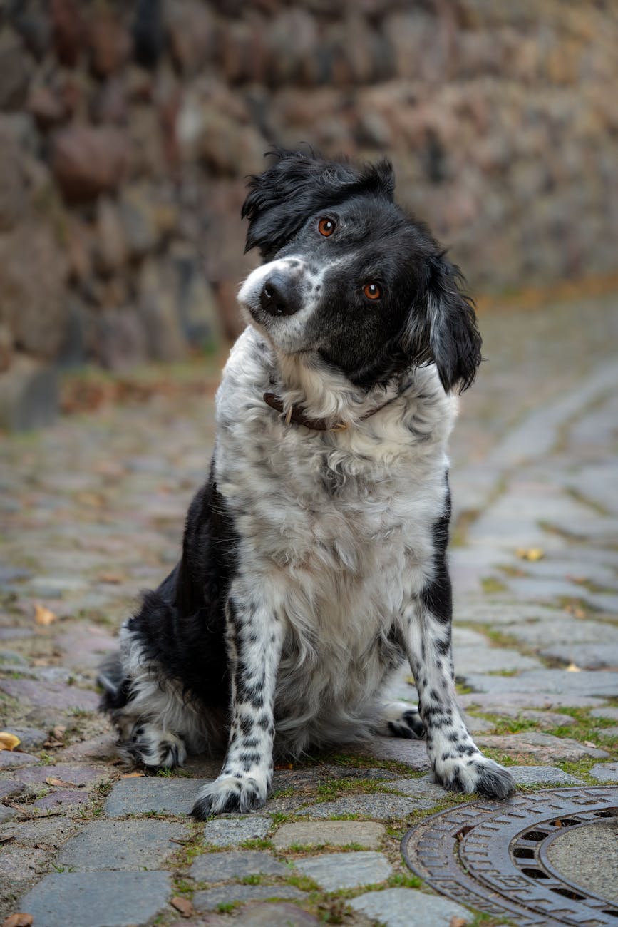 adorable black and white dog sitting on cobblestone path