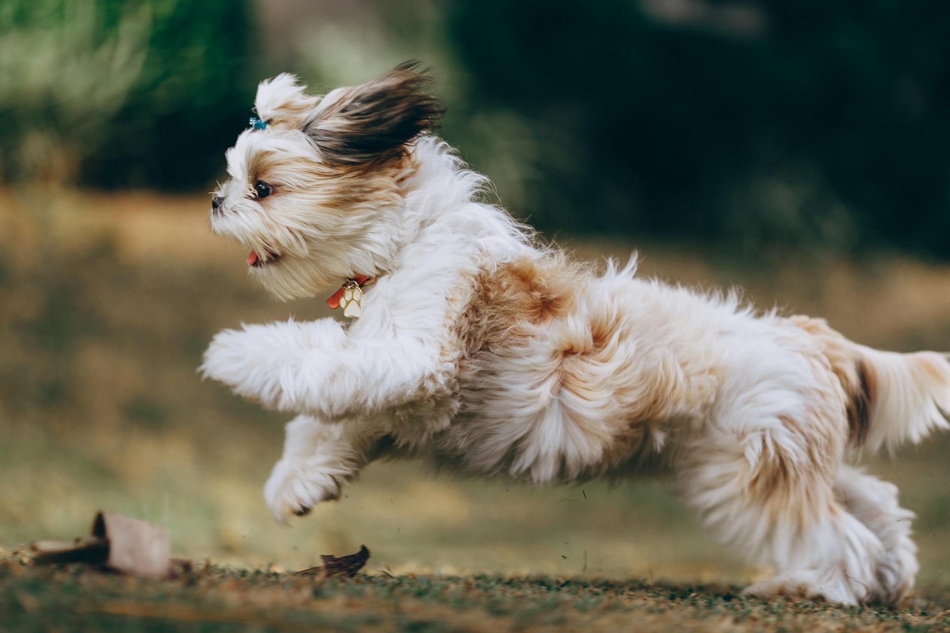 Zoomies Explained: Harmless Fun or a Sign of Something Deeper?