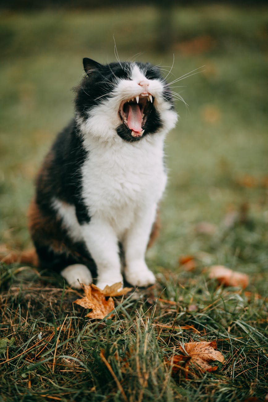 What it Means When Your Cats Meow and Chirp