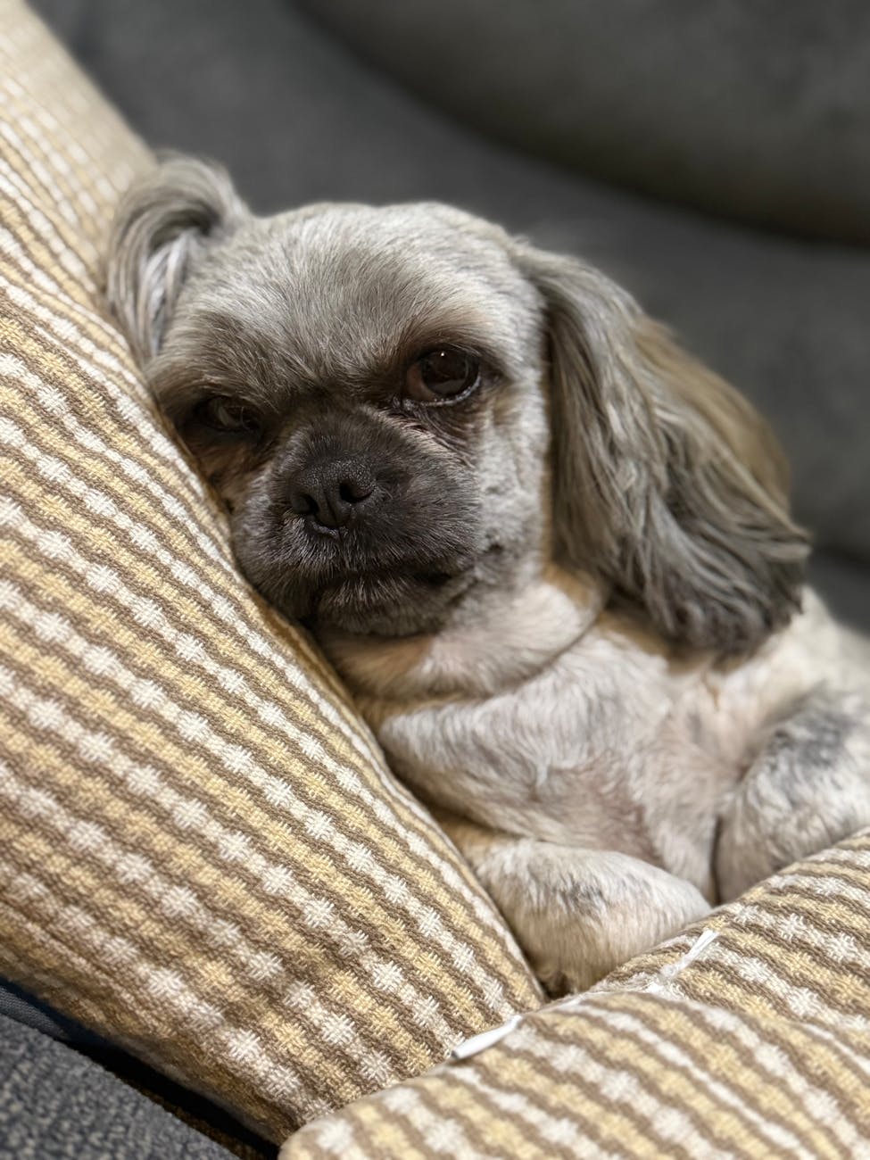 Allergies or Something More? How to Decode Your Pet’s Persistent Itching