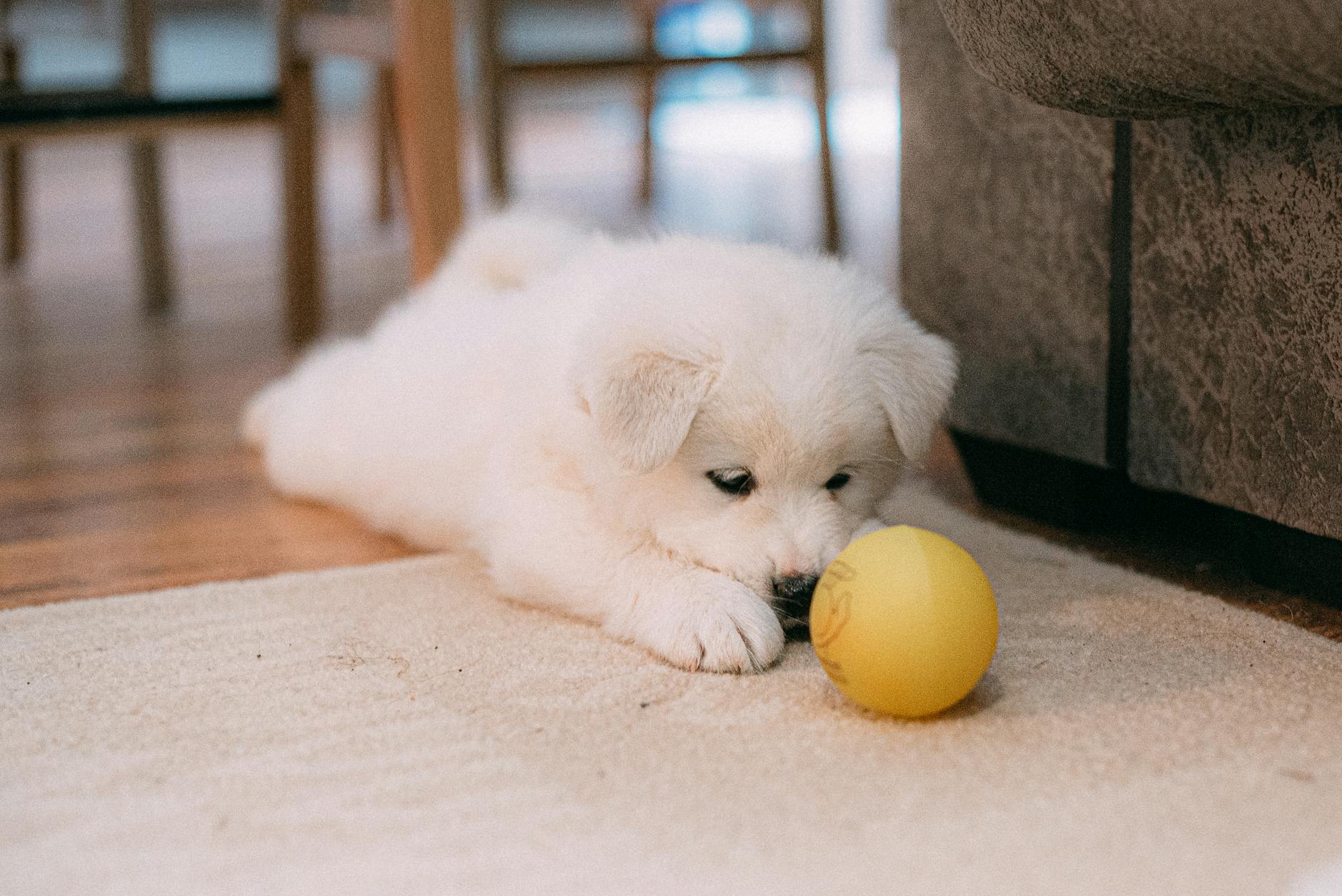 Are Pets Creatures of Habit? How Routines Shape Their Behavior