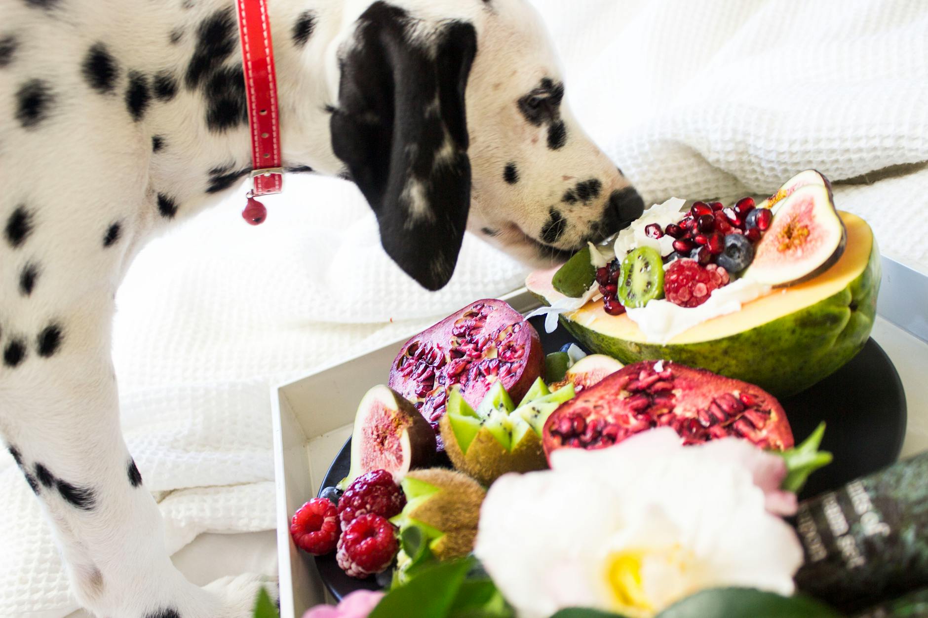 Do Pets Get Bored of Their Food? What to Know About Mealtime Variety