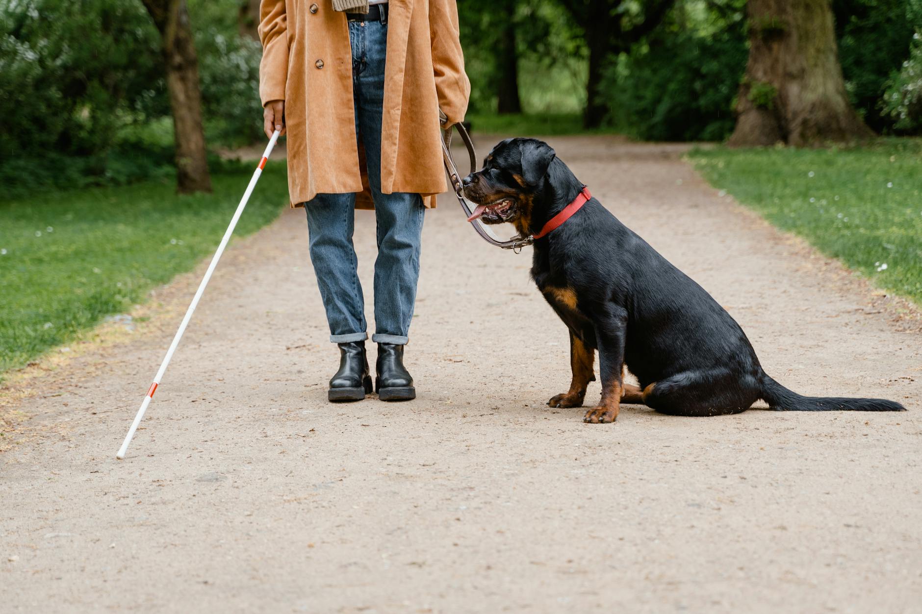 Why Do Pets Always Seem to Know When You’re Sad?