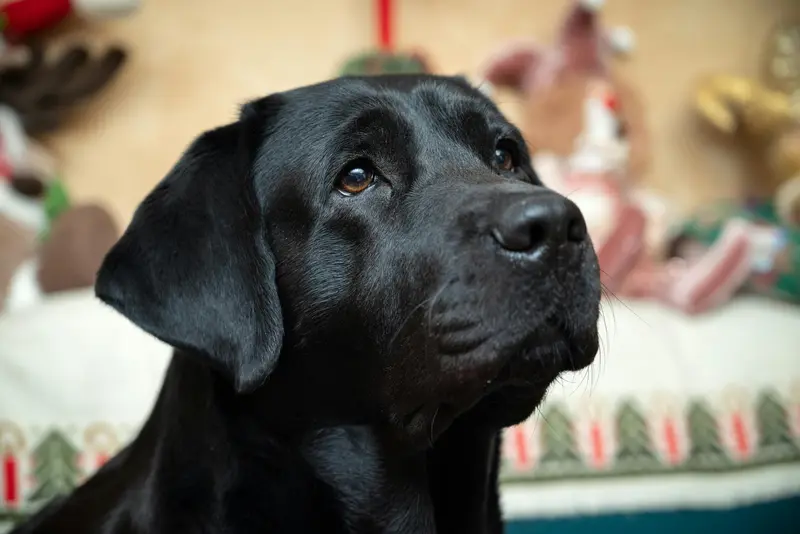 Including Pets in Holiday Celebrations the Stress-Free Way
