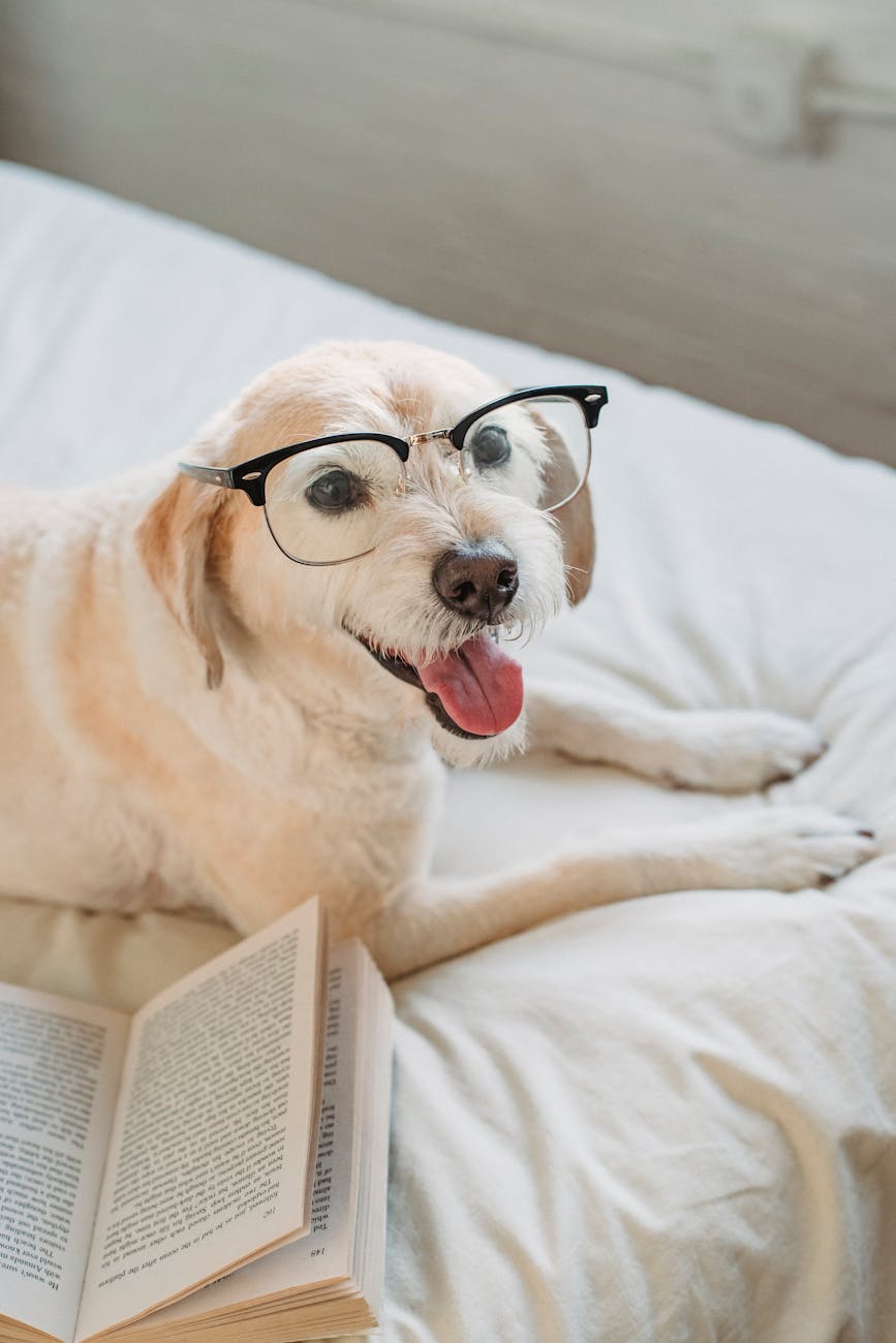The Quiet Intelligence of Pets: What We Often Overlook