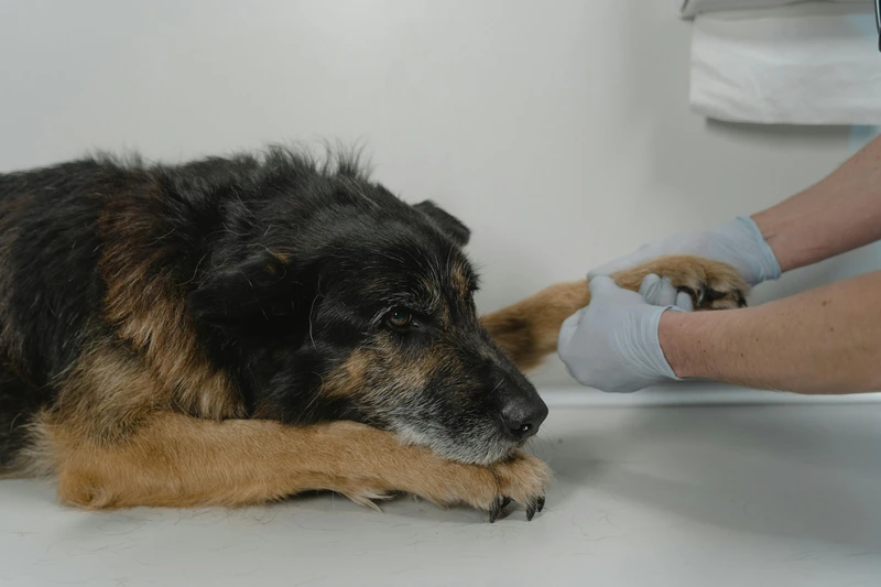 Why Your Pet Still Needs a Vet Checkup Even If They Seem Healthy