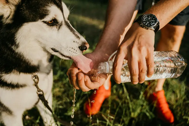 Dog Thirst