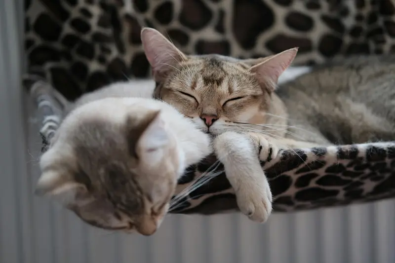 Affordable Luxuries for Pets