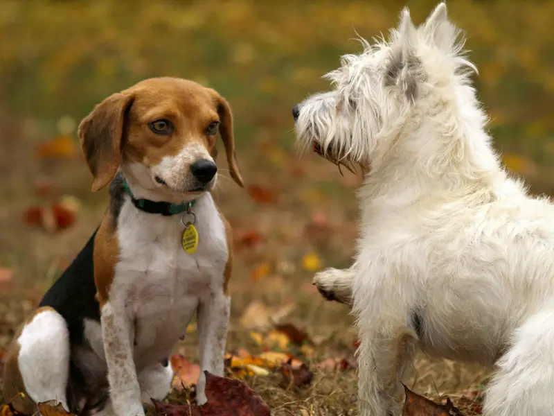 Introducing A New Pet To Your Resident One