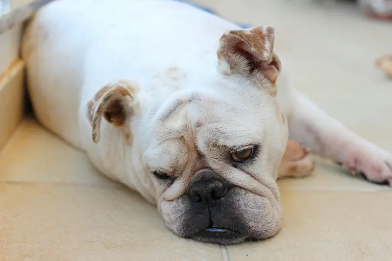 Vomiting and Regurgitation in Dogs