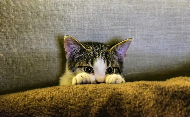 Why Your Cat Follows You Everywhere, Even to the Bathroom: What It Means and When to Worry