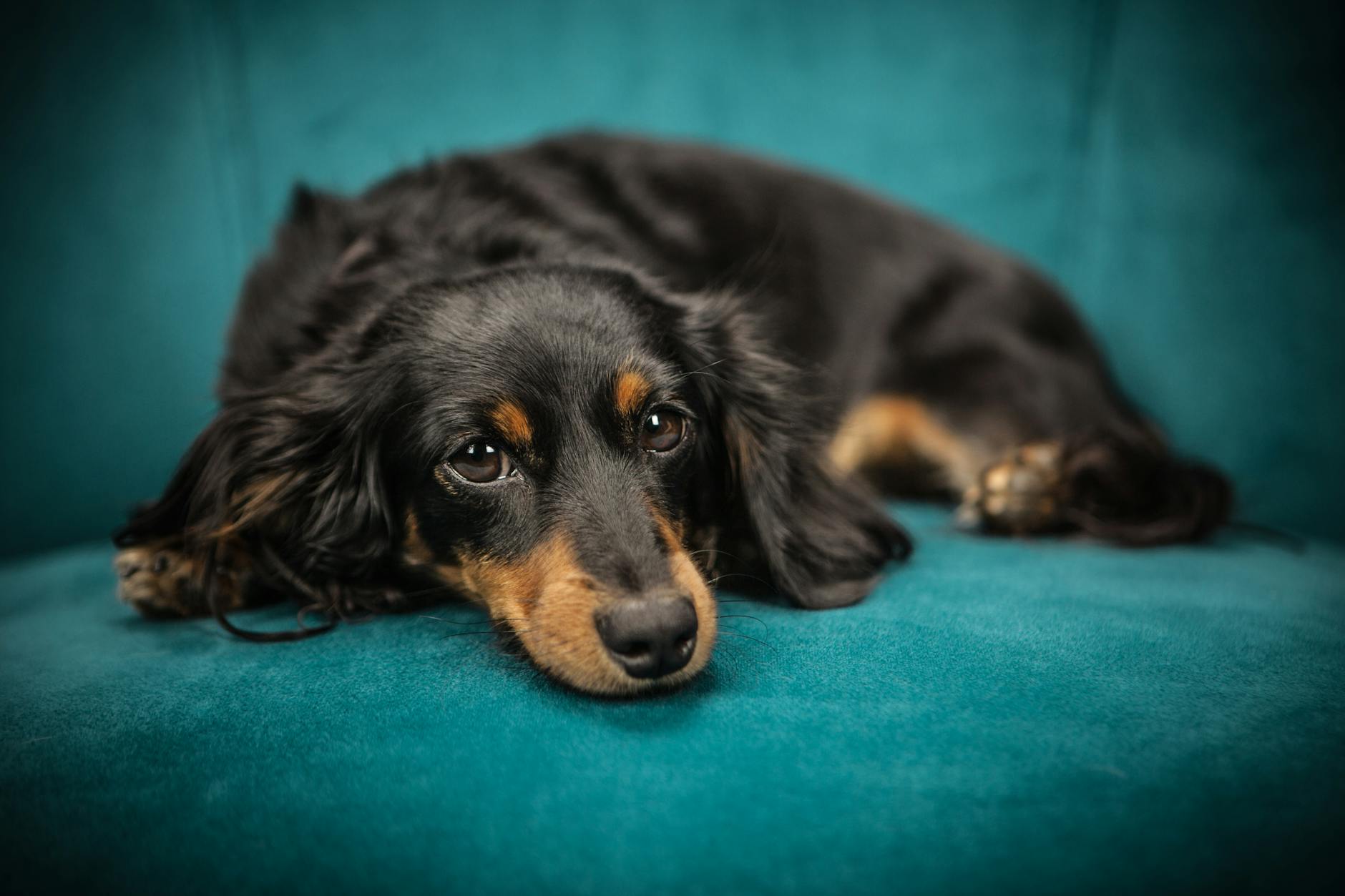 Shared Duties: Creating A Pet Care Schedule For The Whole Family