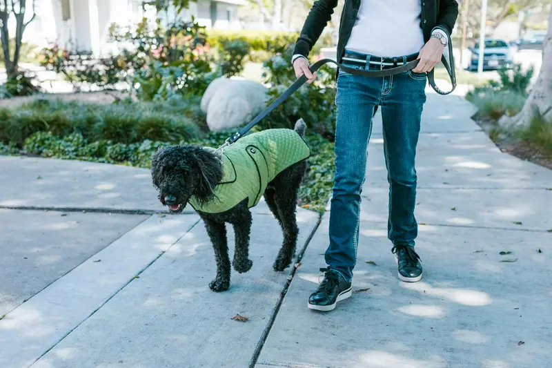A Guide to Pet Stool