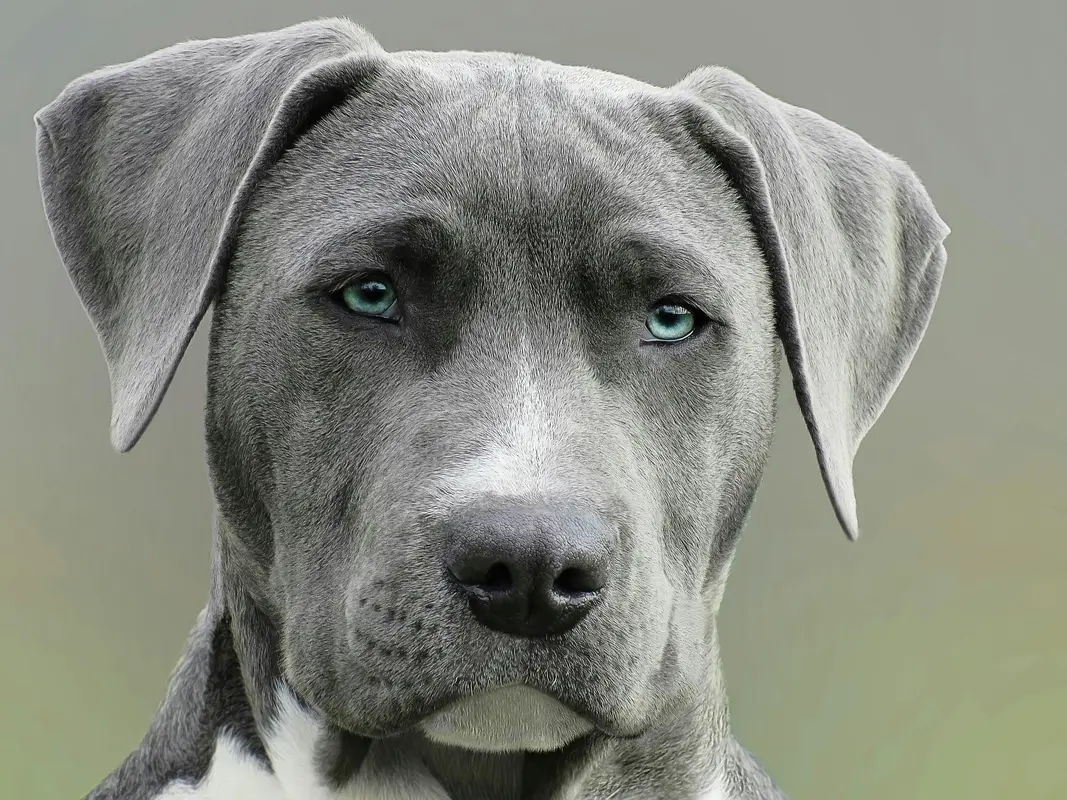 Dog Ear Infections