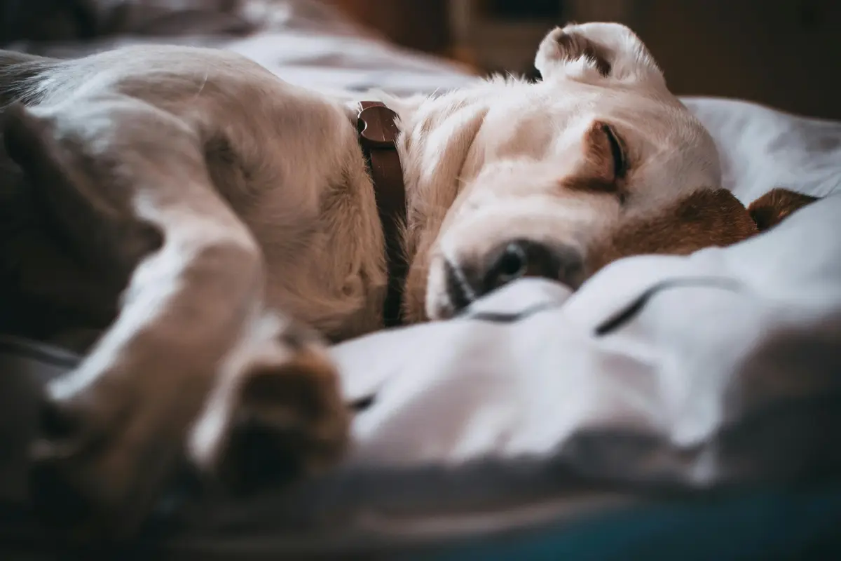 Heartworm in Dogs and Cats