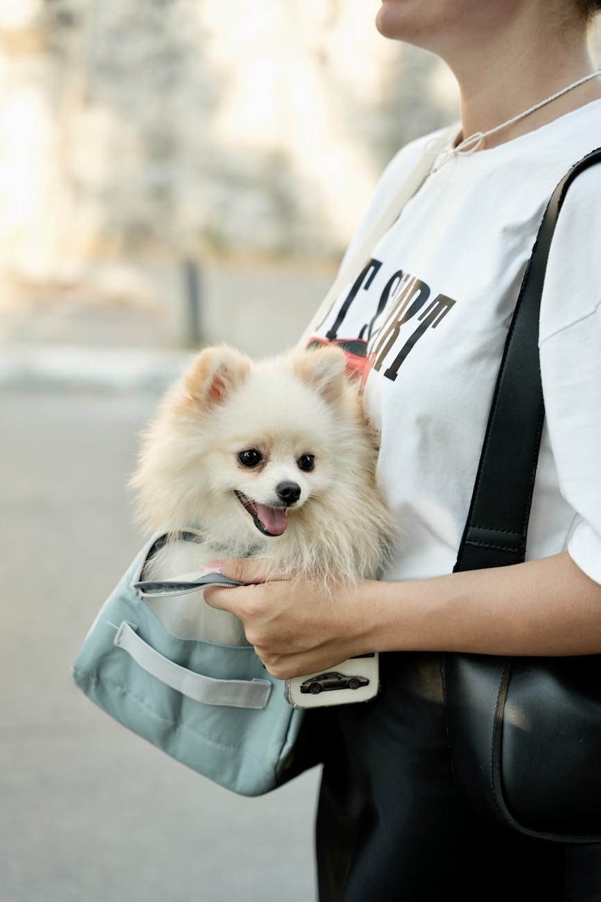 Moving With Pets: Stress Free Tips For Dogs And Cats