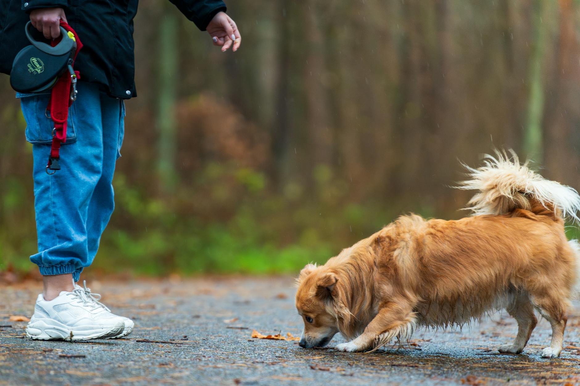 How Pets Sense the Weather Before We Do