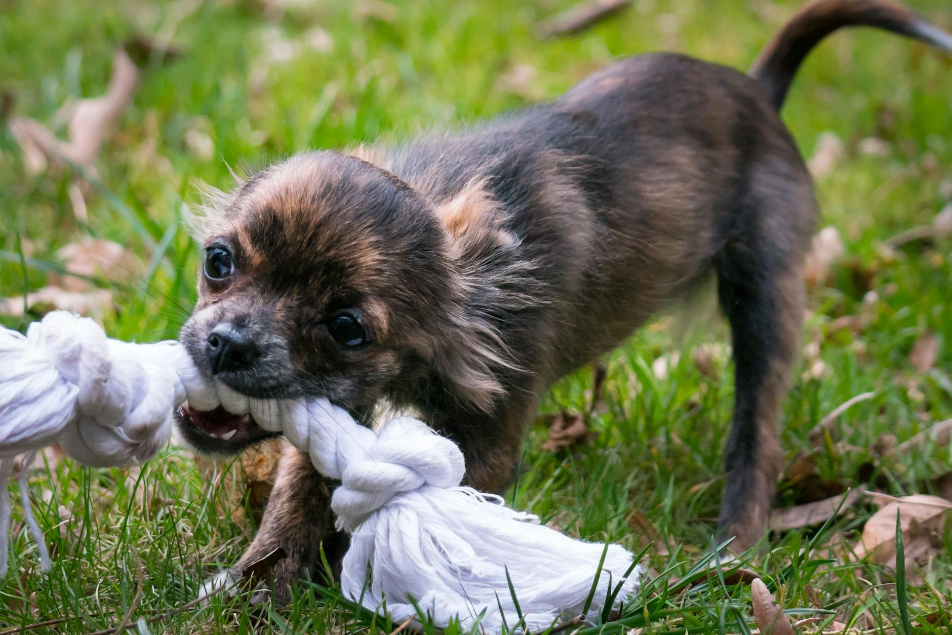 How to Stop Puppy Biting: Gentle Training That Works