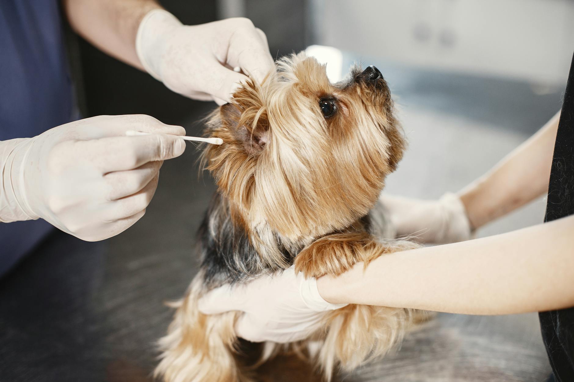 How to Clean Your Pet’s Ears Safely: What to Use and What to Avoid