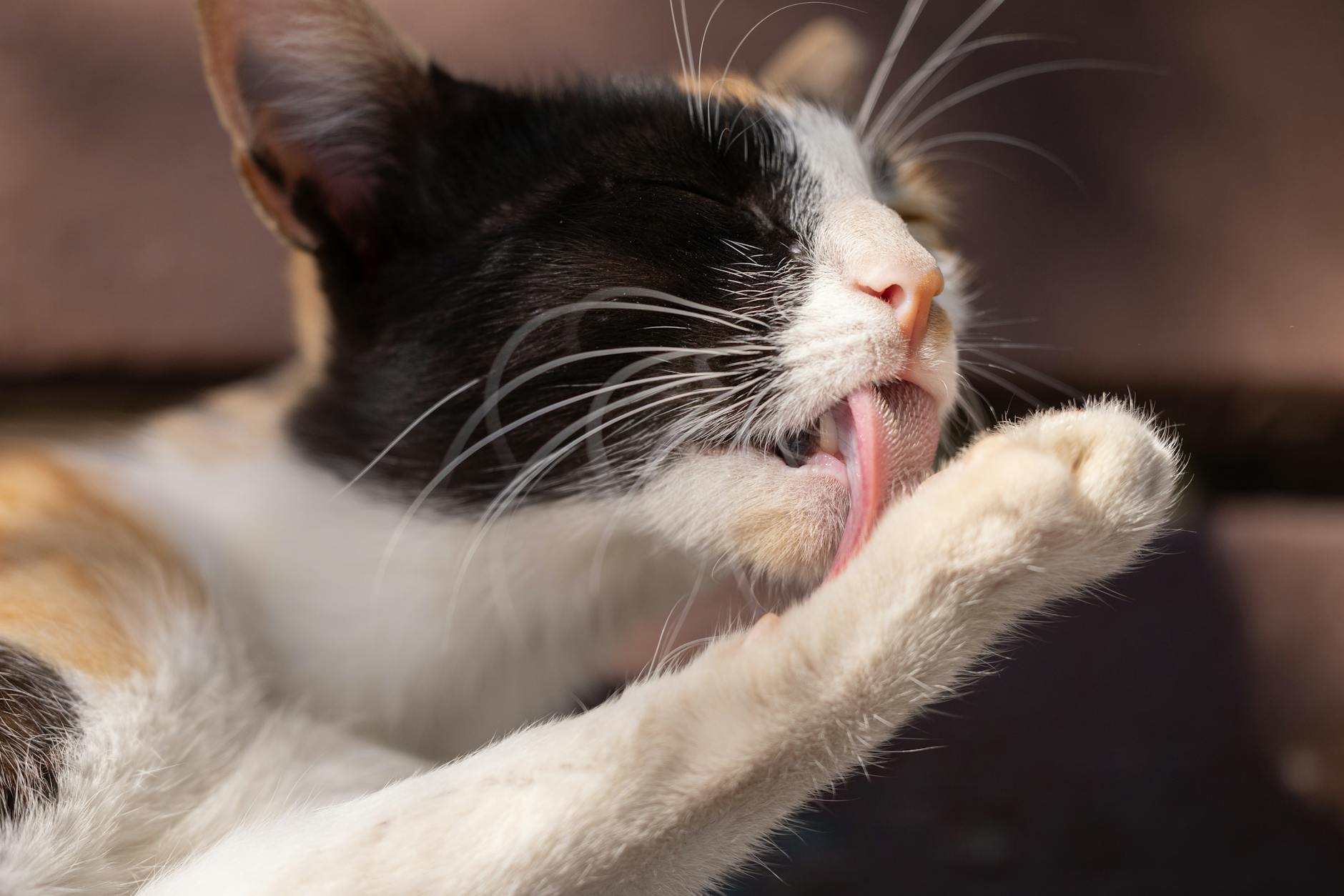Overgrooming in Cats: Stress, Allergies, and Skin Issues