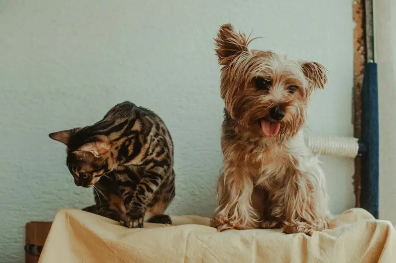 How To Pet Proof Your Home Room By Room: A Simple Safety Checklist for Dogs and Cats