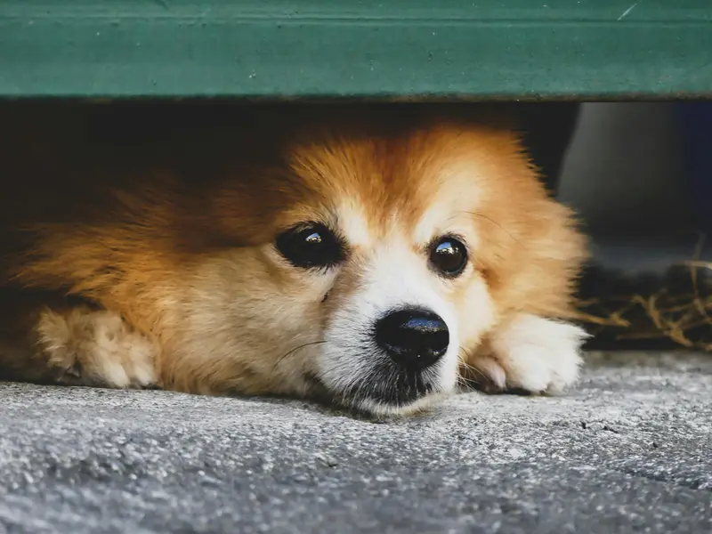 First Week Home With A Rescue Dog: The Three Day, Three Week, Three Month Rule